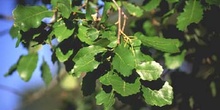 Quejigo - Hoja (Quercus faginea)