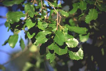 Quejigo - Hoja (Quercus faginea)