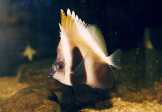 Pez mariposa portaestandarte (Heniochus varius)