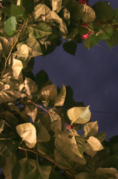 Planta enredadera, Ubatuba, Sao Paulo, Brasil