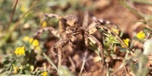 Araña lobo o Tarántula (Lycosa tarentula)