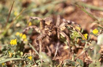 Araña lobo o Tarántula (Lycosa tarentula)