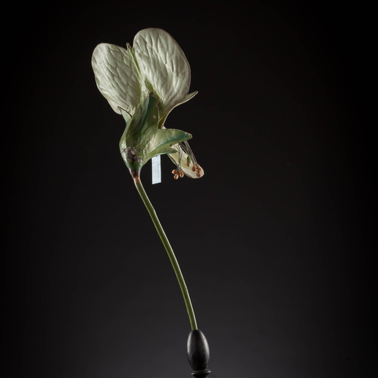 IES_CARDENALCISNEROS_BOTÁNICA_III_MODELOS_022