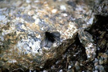 Polilla (Lepidoptera-Heterocera)