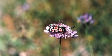 Zigena (Zygaena sp,)