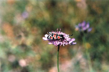 Zigena (Zygaena sp,)