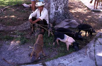 Vendedor de cerdos en Champotón, México