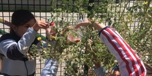 2019_06_11_4º observa insectos en el huerto_1_CEIP FDLR_Las Rozas 3