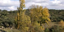 Chopo temblón - Porte (Populus tremula)