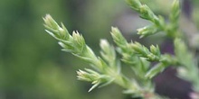 Ciprés - Detalle (Cupressus sp.)