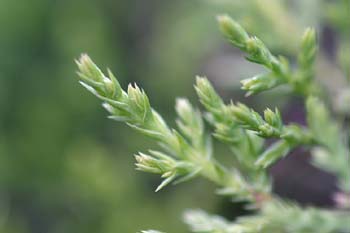 Ciprés - Detalle (Cupressus sp.)