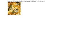 Ficha de actividades abeja