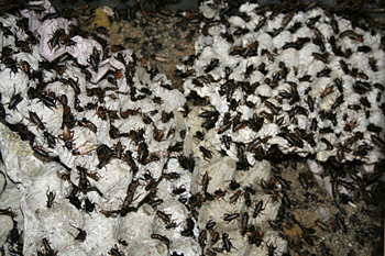 Grillos, Jogyakarta, Indonesia