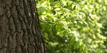 Nogal negro (Juglans nigra)