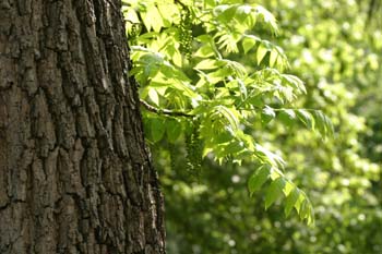 Nogal negro (Juglans nigra)