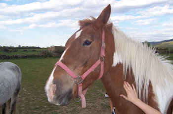 Primer plano de caballo