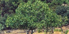 Higuera - Porte (Ficus carica)