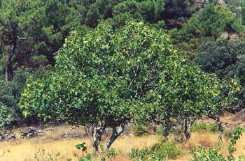 Higuera - Porte (Ficus carica)