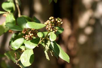 Laurel - Hojas/Flores Fem (Laurus nobilis)