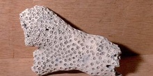 (Coral) Plioceno