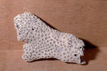 (Coral) Plioceno