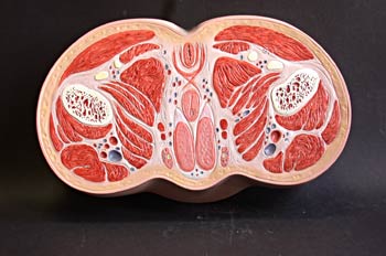 Sección inferior tercio cadera