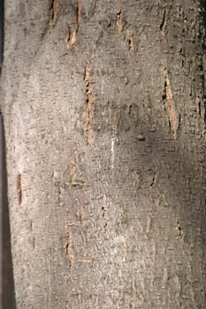 Acacia de tres espinas - Tronco (Gleditsia triacanthos)