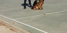 La Unidad Canina de la Policia Municipal de Las Rozas visita el cole_2_CEIP FDLR_Las Rozas_2017  4