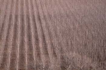 Chopo - Cultivo (Populus sp.)