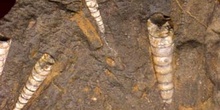 Orthoceras currens (Nautilus) Silúrico