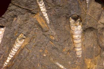 Orthoceras currens (Nautilus) Silúrico