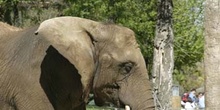 Elefante asiático (Elephas maximus)