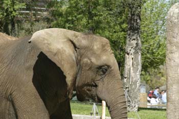 Elefante asiático (Elephas maximus)