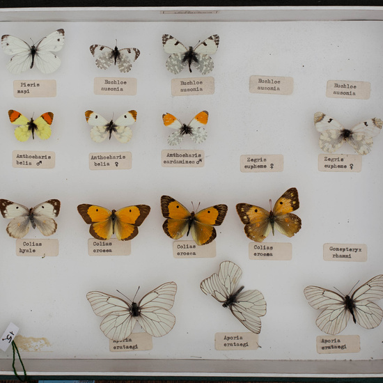 IES_CARDENALCISNEROS_Insectos_009