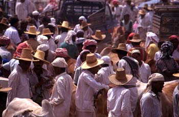 Mercado de ganado vacuno en Suq al Khamis, Yemen