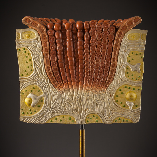 IES_SANISIDRO_BIOLOGIA_242