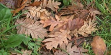 Rebollo / melojo - Suelo (Quercus pyrenaica)