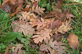 Rebollo / melojo - Suelo (Quercus pyrenaica)