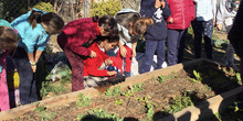 2019_02_08_Cuarto B visita el huerto_CEIP FDLR_Las Rozas 6