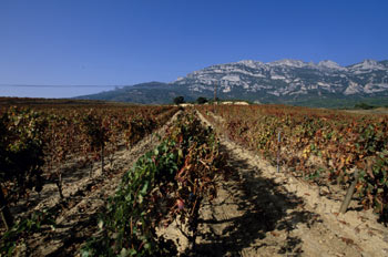 Rioja alavesa, álava