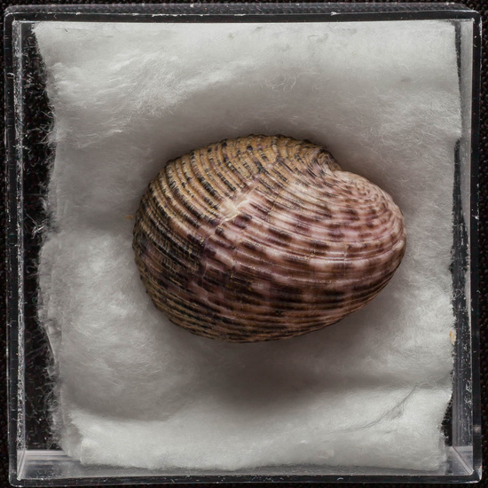 IES_ISABELLACATOLICA_BIOLOGIA_329