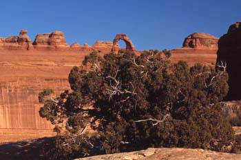 Vegetación de zona montañosa