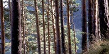 Pino silvestre - Bosque (Pinus sylvestris)