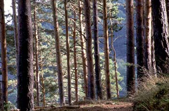 Pino silvestre - Bosque (Pinus sylvestris)