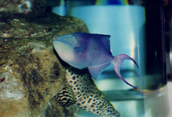 Pez ballesta azul (Odonus niger)