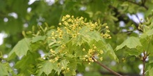 Arce real - Flor (Acer platanoides)