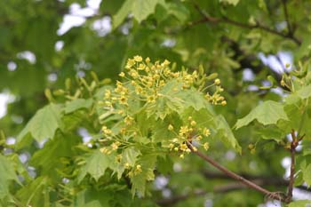 Arce real - Flor (Acer platanoides)