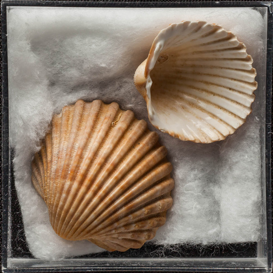 IES_ISABELLACATOLICA_BIOLOGIA_445