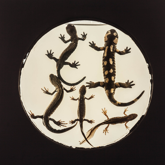 IES_SANISIDRO_MUSEO_Zoolgía_043