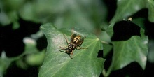 Avispa cómún (Polistes gallicus)